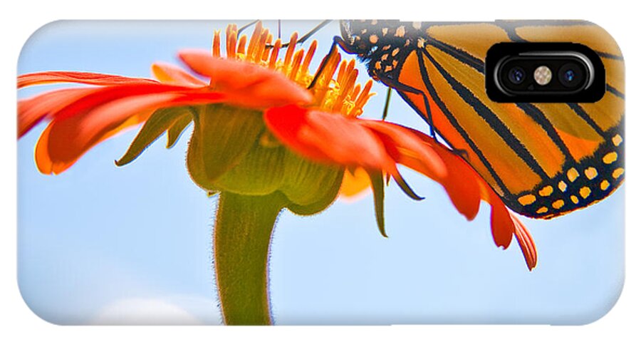 Butterfly iPhone X Case featuring the photograph Monarch Working by Chris Lord