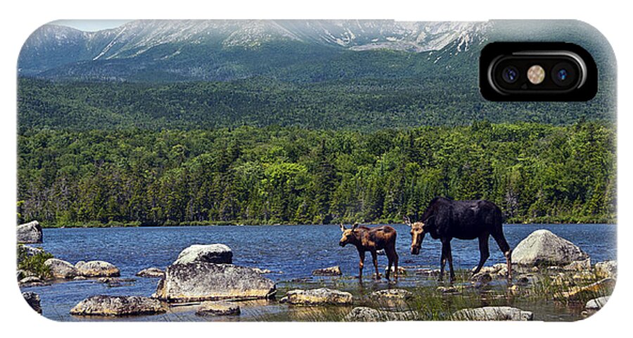 Maine iPhone X Case featuring the photograph Moose Baxter State Park Maine 2 by Glenn Gordon