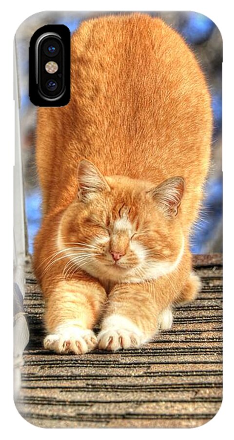Tabby iPhone X Case featuring the photograph Morning Stretch by J Laughlin