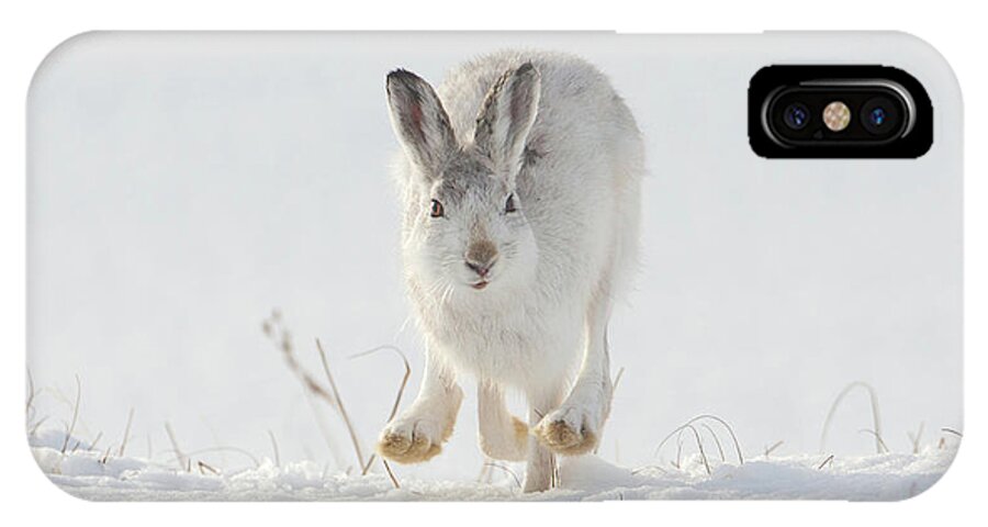 Mountain iPhone X Case featuring the photograph Mountain Hare Approaching by Pete Walkden