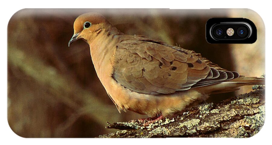 Photo iPhone X Case featuring the photograph Mourning Dove at Dusk by Amy Tyler