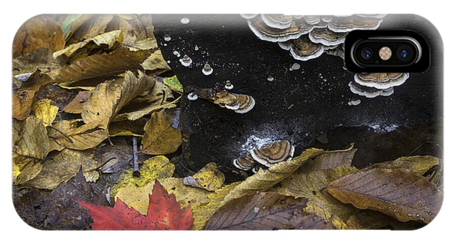 Mushrooms iPhone X Case featuring the photograph Mushrooms by Ken Barrett