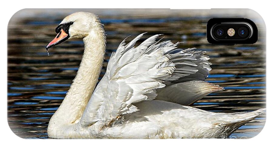 Swan iPhone X Case featuring the photograph Mute Swan by Kathy Baccari