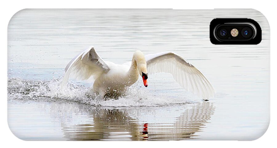 Mute Swan iPhone X Case featuring the photograph Mute Swan Landing by Karen Jorstad