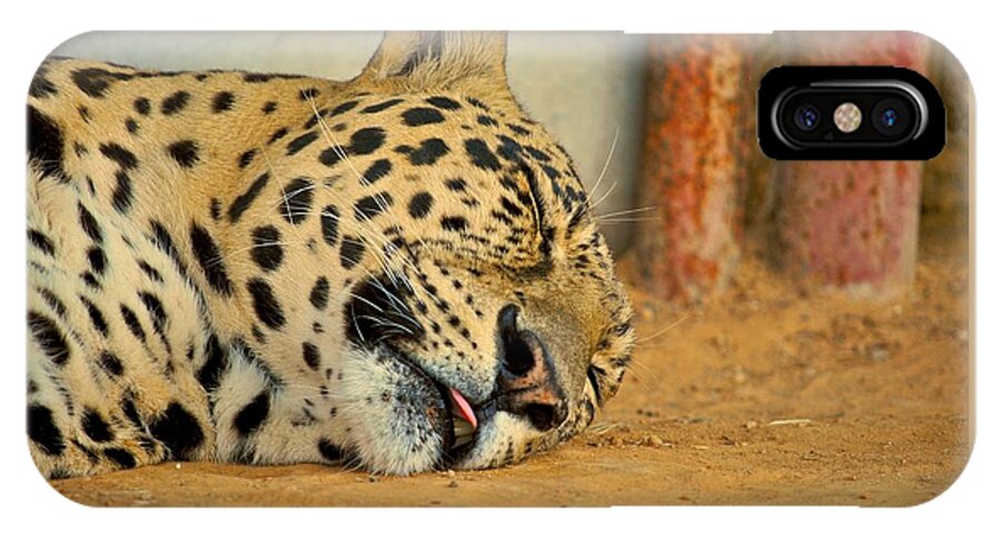 Leopards iPhone X Case featuring the photograph Nap Time by Donna Shahan