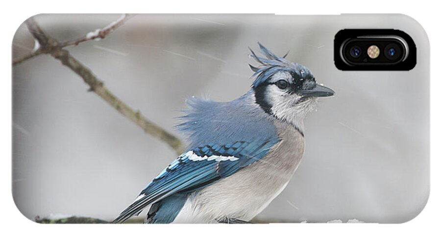  Blue Jay iPhone X Case featuring the photograph Nor' Easter Blue Jay by Diane Giurco