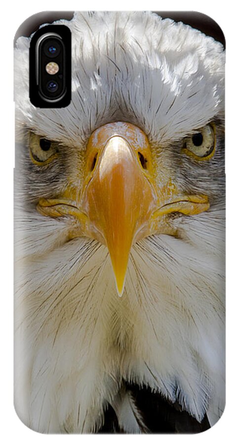 North American Bald Eagle iPhone X Case featuring the photograph North American bald eagle by Andy Myatt