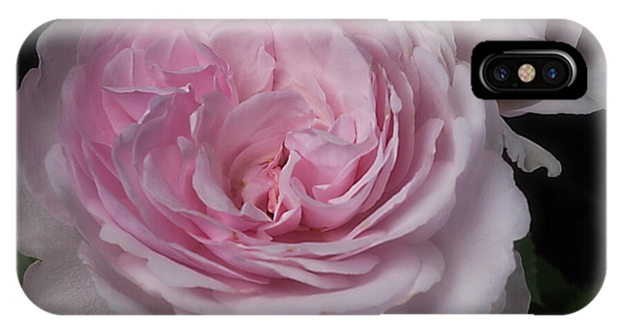 Flower iPhone X Case featuring the photograph Olivia Austin Rose by Ann Jacobson