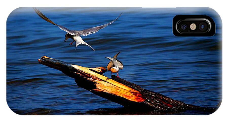 Birds iPhone X Case featuring the photograph One Tern Flight by Amanda Struz