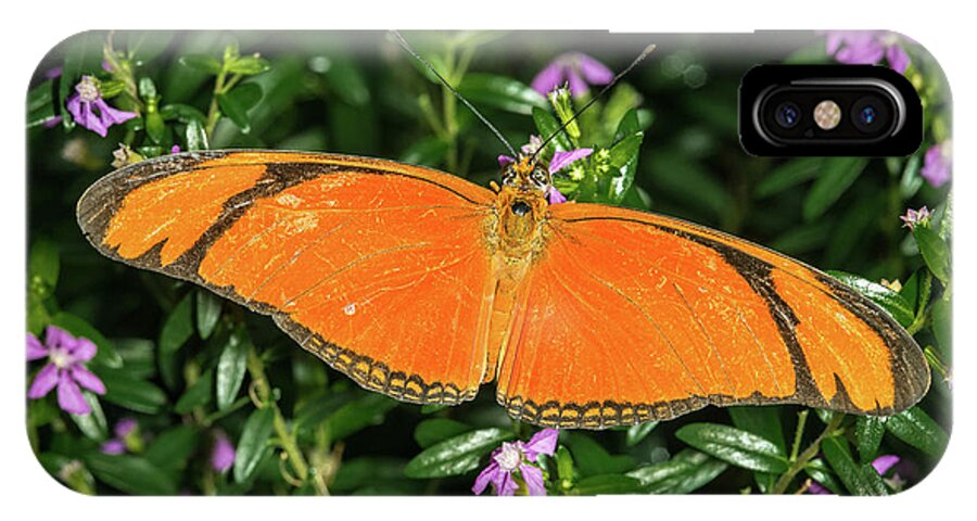 Butterfly iPhone X Case featuring the photograph Orange Longwing by Robert Culver