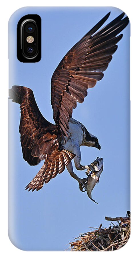 Osprey iPhone X Case featuring the photograph Osprey with Fresh Catch by Ken Stampfer