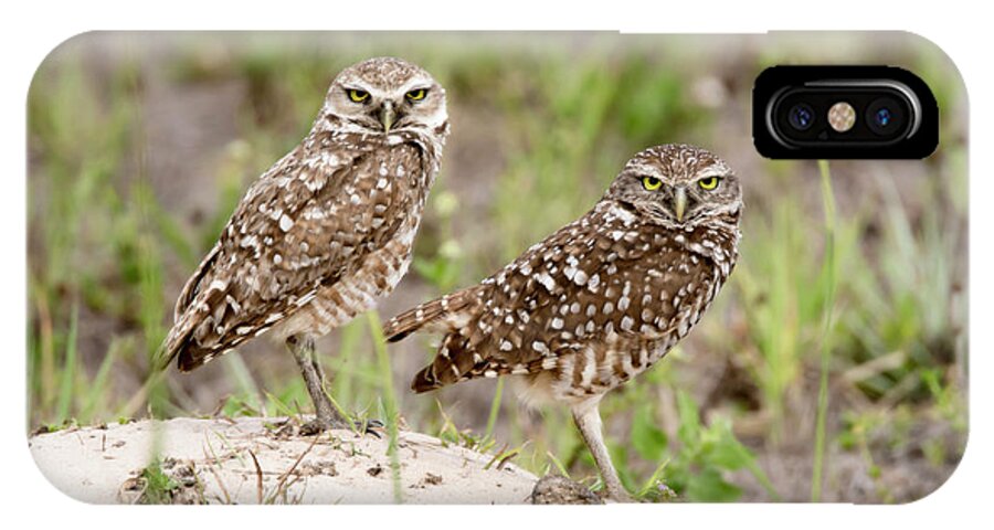 Spring iPhone X Case featuring the photograph Pair of Burrowing Owls by Tracy Winter