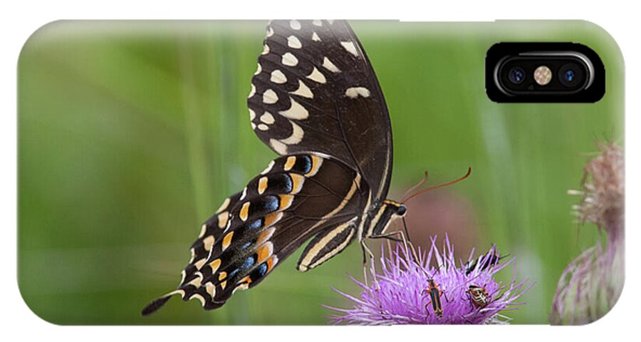 Swallowtail iPhone X Case featuring the photograph Palamedes Swallowtail and Friends by Paul Rebmann