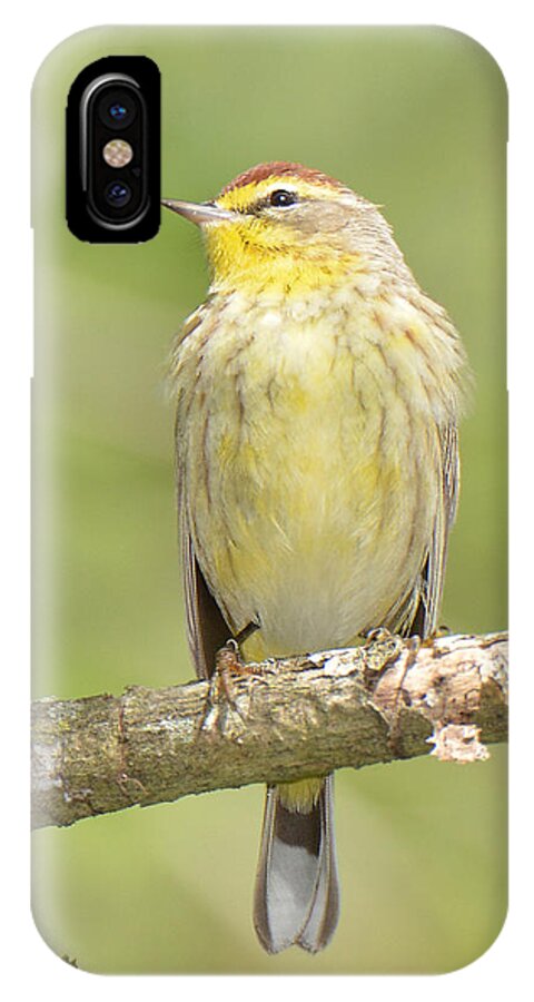 Bird iPhone X Case featuring the photograph Palm Warbler by Alan Lenk
