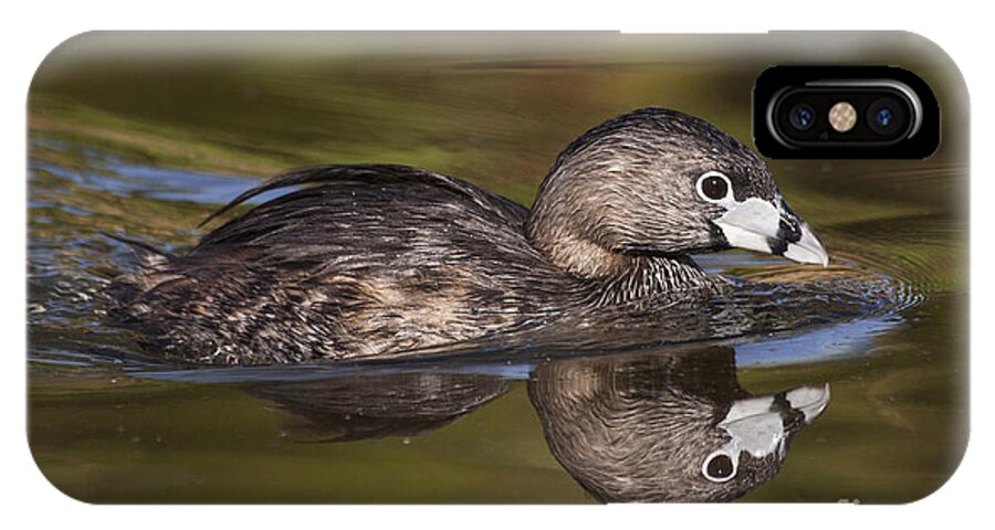 Pied-billed Grebe iPhone X Case featuring the photograph Papago Park Grebe by Ruth Jolly
