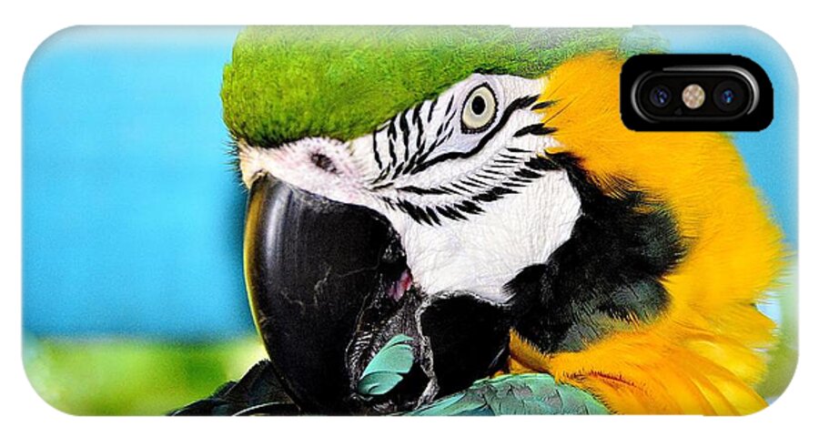 Parrot Time iPhone X Case featuring the photograph Parrot Time 3 by Lisa Renee Ludlum