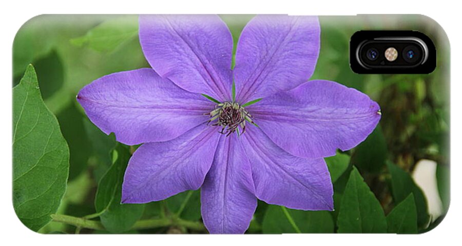 Clematis iPhone X Case featuring the photograph Clematis by Allen Nice-Webb
