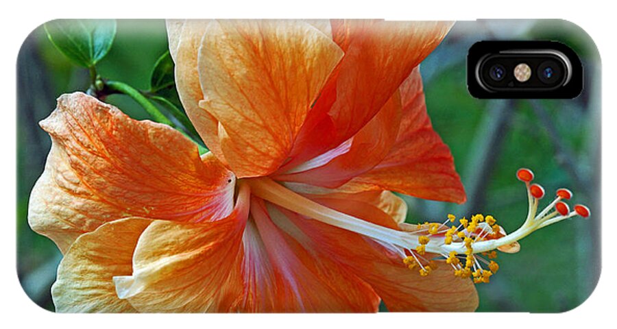 Hibiscus iPhone X Case featuring the photograph Peachy Hibiscus by Larry Nieland