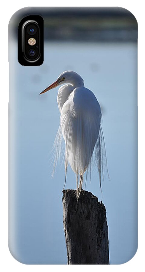 Bolsa Chica Wetlands iPhone X Case featuring the photograph Perching Egret by Matt MacMillan