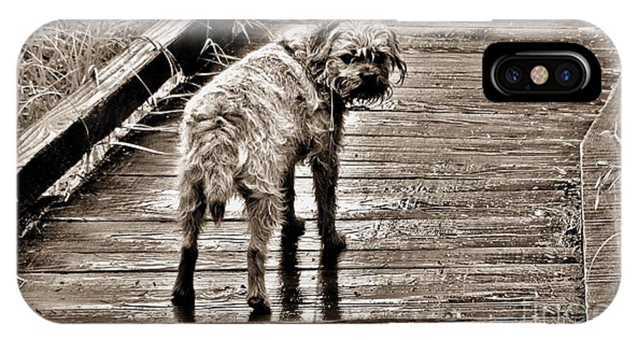 Dog iPhone X Case featuring the photograph Pet Portrait - Puck by Laura Wong-Rose