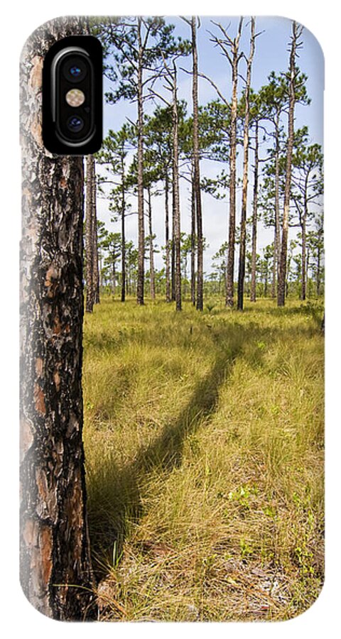 Tree iPhone X Case featuring the photograph Pine Savanna II by Bob Decker