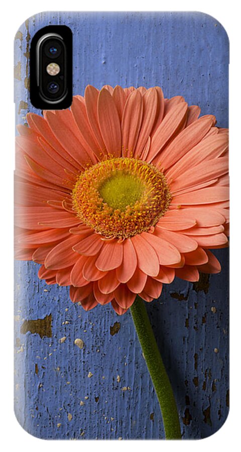 Gerbera iPhone X Case featuring the photograph Pink Daisy Against Blue Wall by Garry Gay