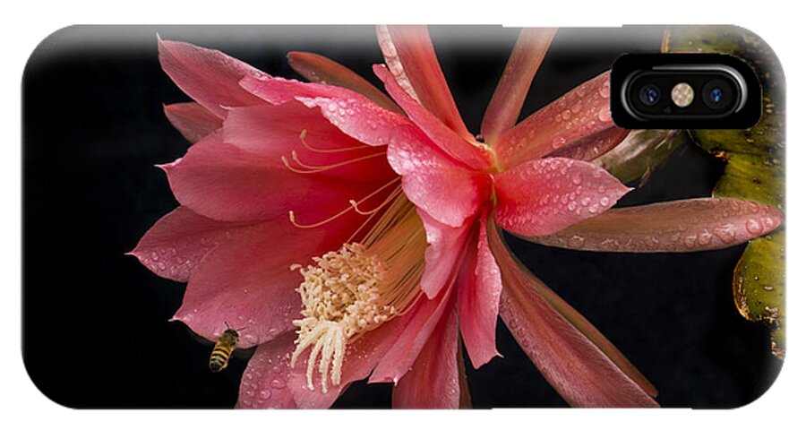 Pink iPhone X Case featuring the photograph Pink Orchid Cactus Flower by Inge Riis McDonald