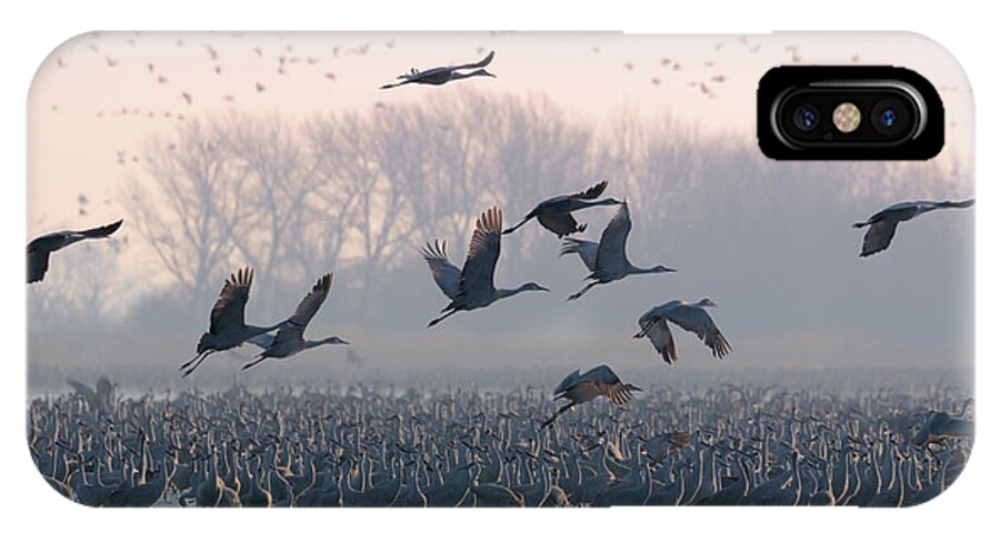 Sandhill Cranes iPhone X Case featuring the photograph Platte River Morn by Susan Rissi Tregoning