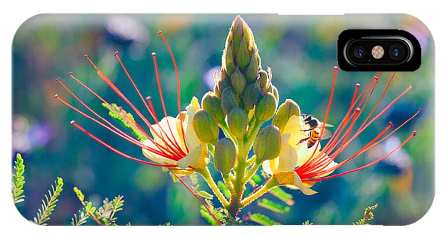 Honey Bee iPhone X Case featuring the photograph Pollination by Ram Vasudev