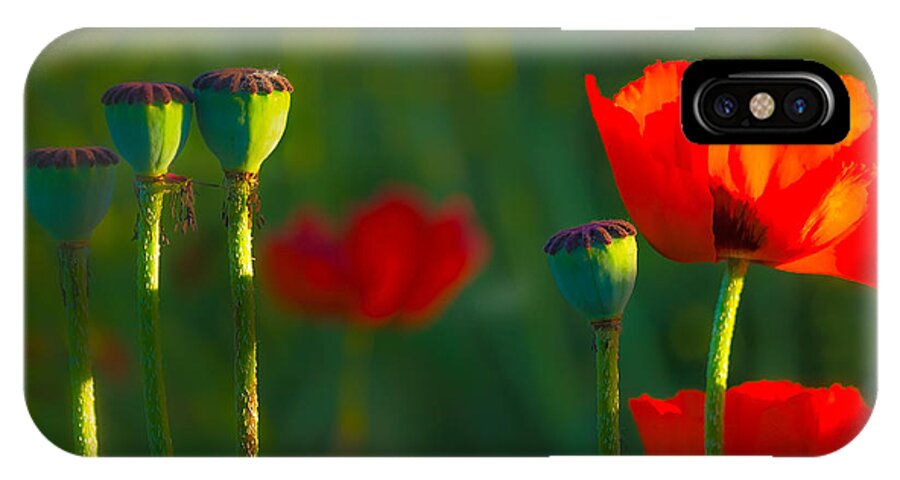 Nature iPhone X Case featuring the photograph Poppies in Evening Light by Joan Herwig