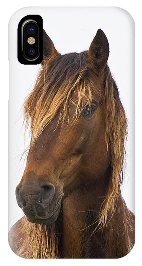 Wild iPhone X Case featuring the photograph Portrait of a Mustang by Bob Decker