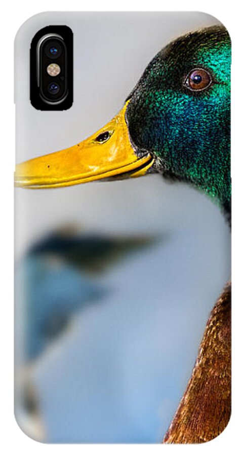 Duck iPhone X Case featuring the photograph Portrait of Duck 2 by Bob Orsillo