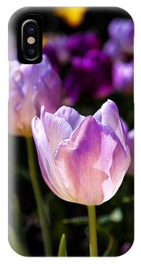Tulip iPhone X Case featuring the photograph Portrait Of Spring by Edward Kreis