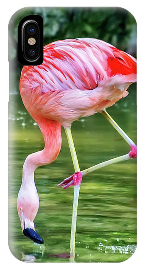 Flamingo iPhone X Case featuring the photograph Pretty Pink Flamingo by Anthony Murphy