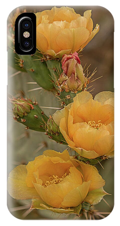 Cactus iPhone X Case featuring the photograph Prickly Pear Blossom Trio by Teresa Wilson