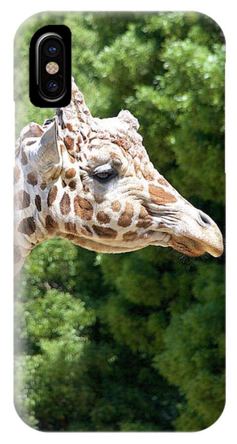 African iPhone X Case featuring the photograph Profile of a Giraffe by Sheila Fitzgerald