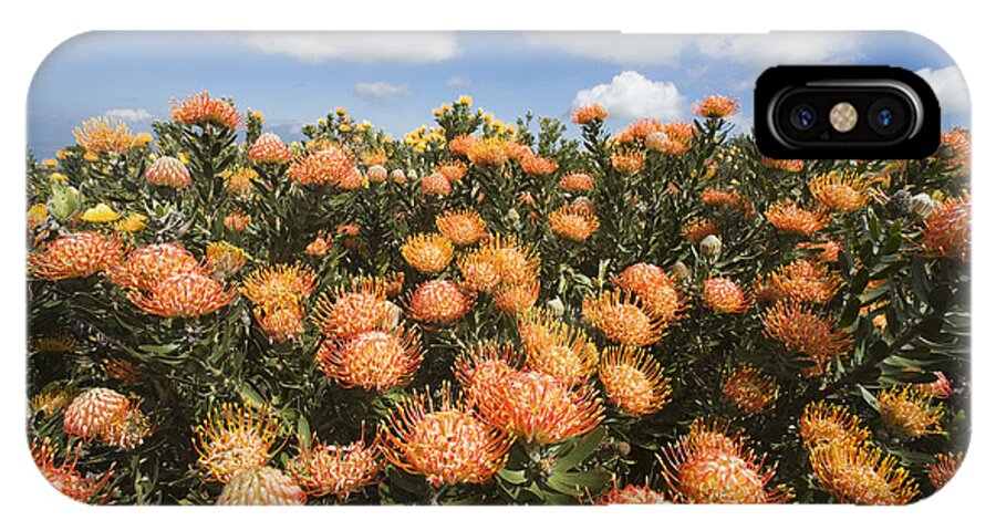 Afternoon iPhone X Case featuring the photograph Protea Blossoms by Ron Dahlquist - Printscapes
