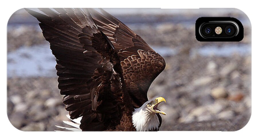 Bald Eagle iPhone X Case featuring the photograph Protecting the Catch by Dawn J Benko