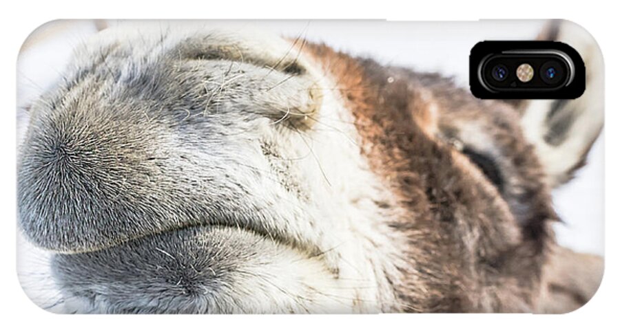 Donkey iPhone X Case featuring the photograph Pucker Up, Baby by Jennifer Grossnickle