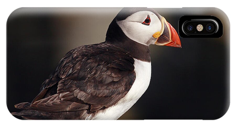 Puffin iPhone X Case featuring the photograph Puffin on rock by Grant Glendinning