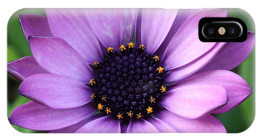 Purple Flower iPhone X Case featuring the photograph Purple Daisy Square by Carol Groenen
