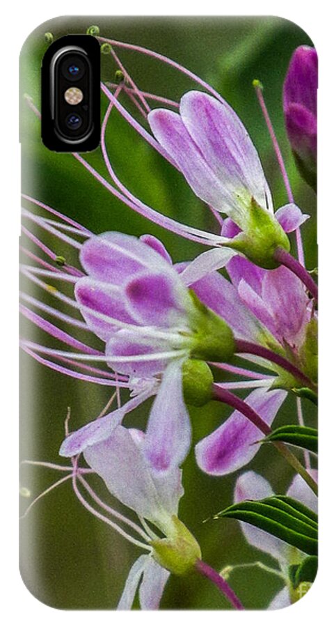 Nature iPhone X Case featuring the photograph Purple Flower 6 by Christy Garavetto