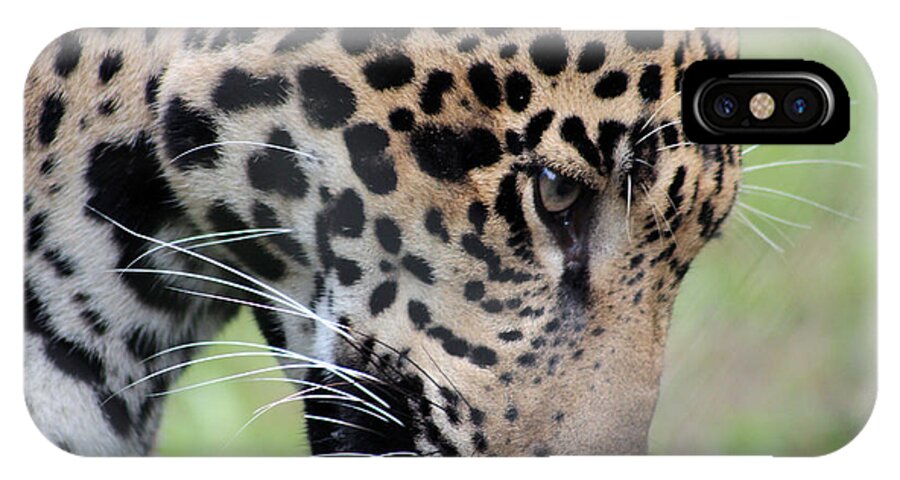 Jaguar iPhone X Case featuring the photograph Jaguar and Toy by DB Hayes