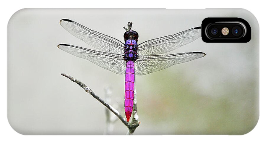 Pink Dragonfly iPhone X Case featuring the photograph Radiant Roseate by Al Powell Photography USA