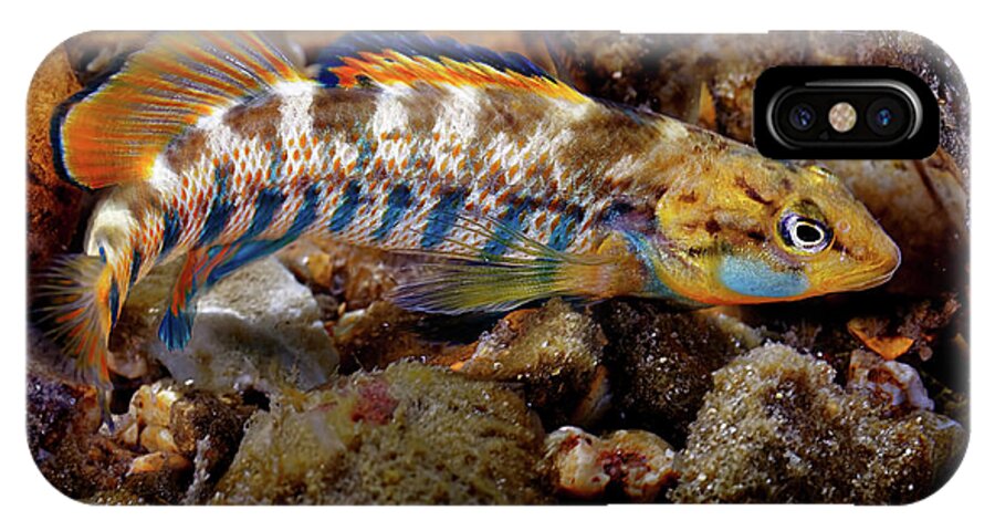 2016 iPhone X Case featuring the photograph Rainbow Darter by Robert Charity