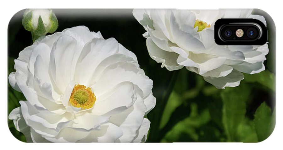 Gabriele Pomykaj iPhone X Case featuring the photograph Ranunculus White Flowers by Gabriele Pomykaj