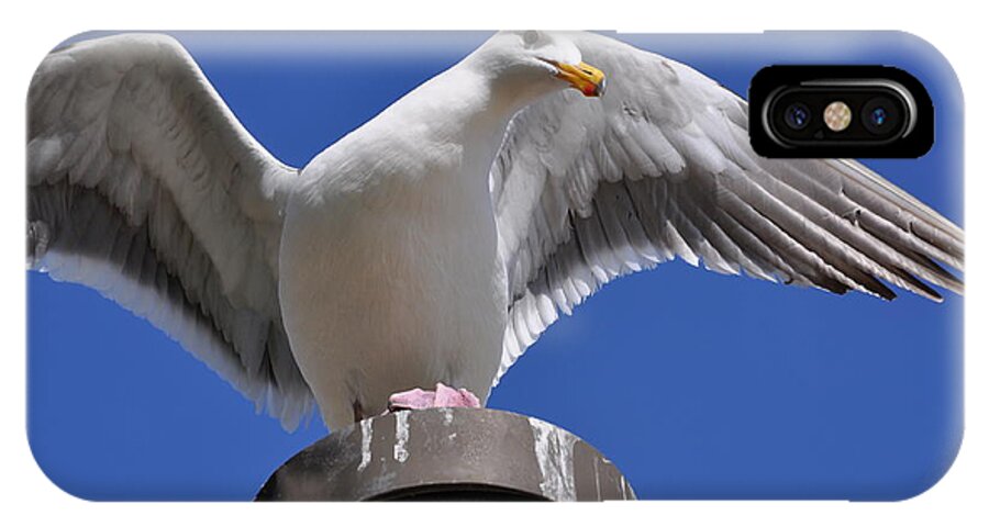 Birds iPhone X Case featuring the photograph Ready to Soar by Bridgette Gomes