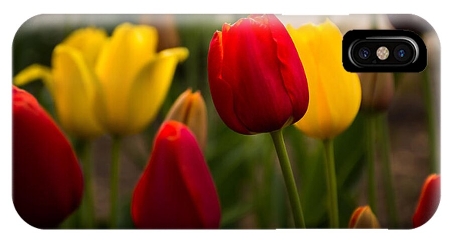 Jay Stockhaus iPhone X Case featuring the photograph Red and Yellow Tulips by Jay Stockhaus