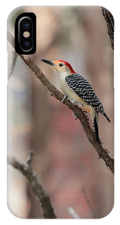 Red-bellied Woodpecker iPhone X Case featuring the photograph Red-bellied Woodpecker by John Moyer