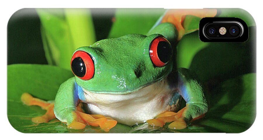 Frog iPhone X Case featuring the photograph Red Eyed Tree Frog by David Freuthal
